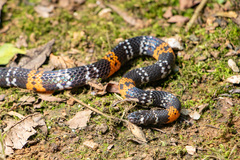 Elegant Coral Snake photo 2