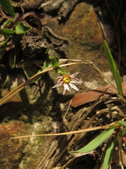 Noticastrum marginatum