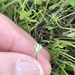 Upright Chickweed - Photo (c) Bitty A. Roy, some rights reserved (CC BY-NC), uploaded by Bitty A. Roy