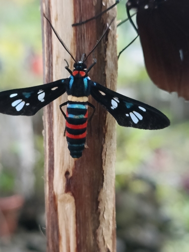 Euchromia mathewi