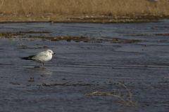 Larus delawarensis