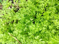 Chaerophyllum procumbens