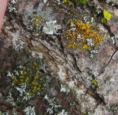 Caloplaca cerina
