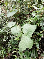 Stigmaphyllon bogotense