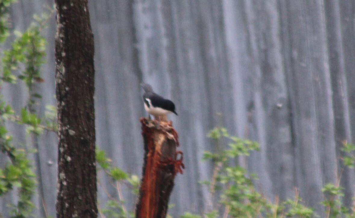 Ethiopian Boubou (Laniarius aethiopicus), photo 2