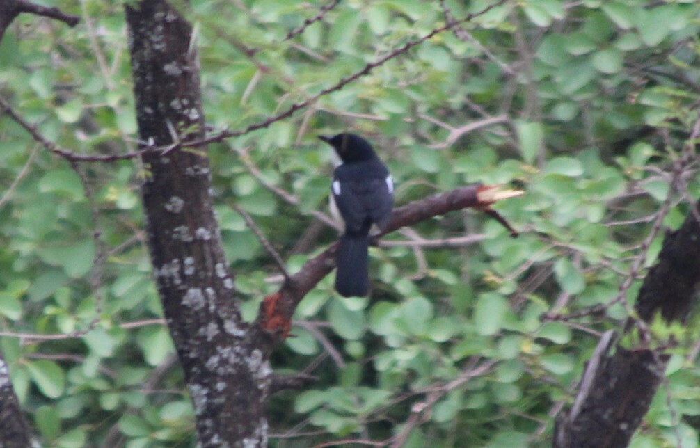 Ethiopian Boubou (Laniarius aethiopicus), photo 3