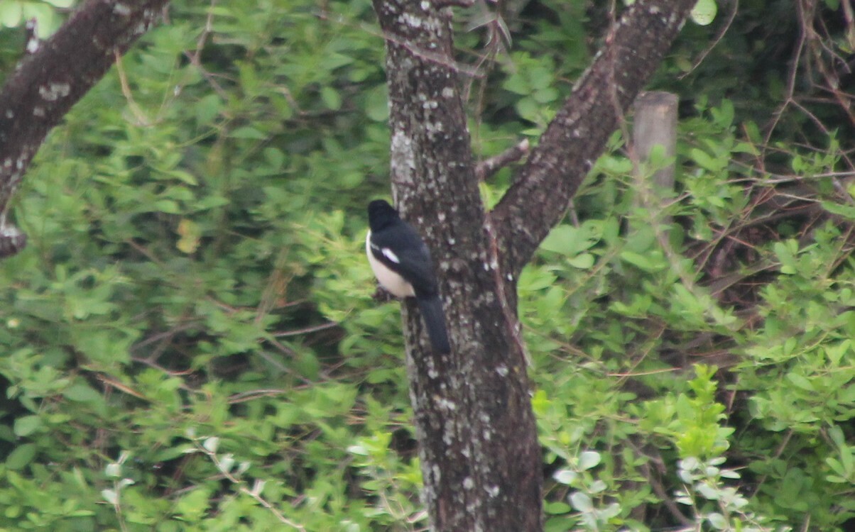 Ethiopian Boubou (Laniarius aethiopicus), photo 4