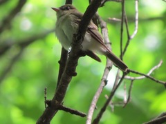 Empidonax virescens