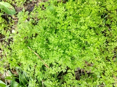 Chaerophyllum procumbens