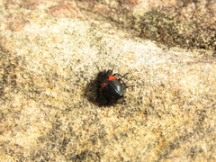 Astylus aulicus
