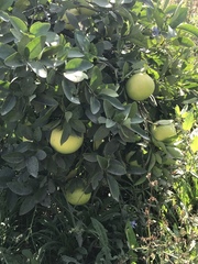 Citrus × aurantium
