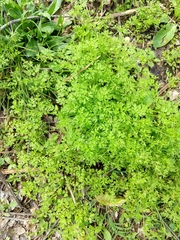Chaerophyllum procumbens