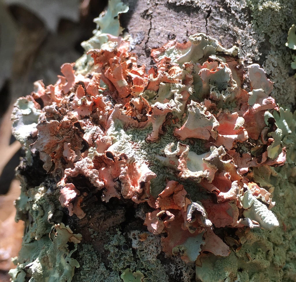 powdered ruffle lichen from 1895 Eaton Ave, Hamilton, OH, US on April