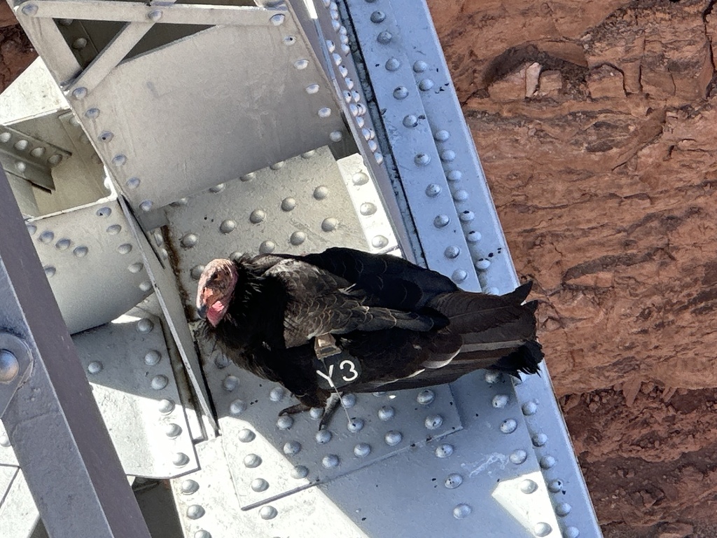 California Condor in April 2024 by Matthew Lachiusa · iNaturalist
