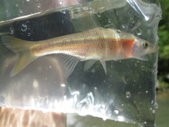 Clinostomus funduloides