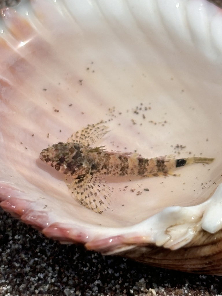 Karmijn-drievinslijmvis (Enneanectes carminalis) — Tripterygiidae