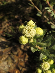 Verbesina baccharidea