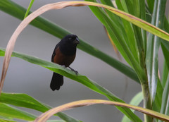 Sporophila angolensis