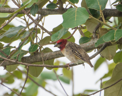 Red-Headed Quelea photo 5