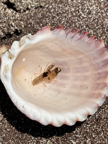 Alpheus paracrinitus observed 2024-03-18