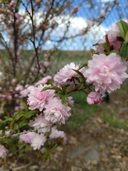 Prunus glandulosa