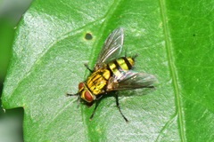 Chrysoexorista