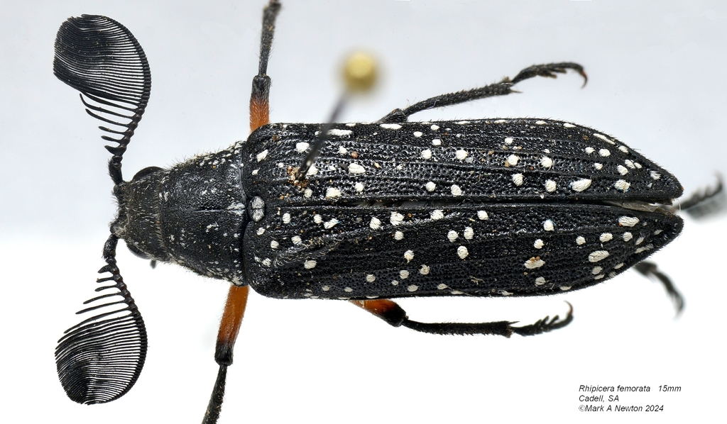 Rhipicera