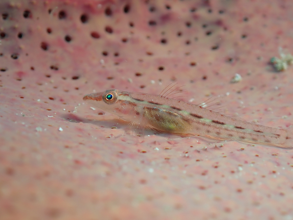 Cling Goby