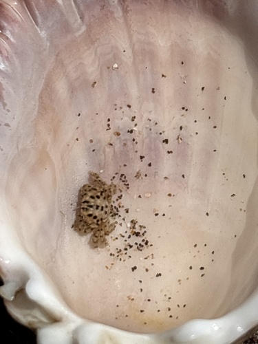 Leptodius exaratus observed 2024-03-18