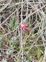 Castilleja subinclusa