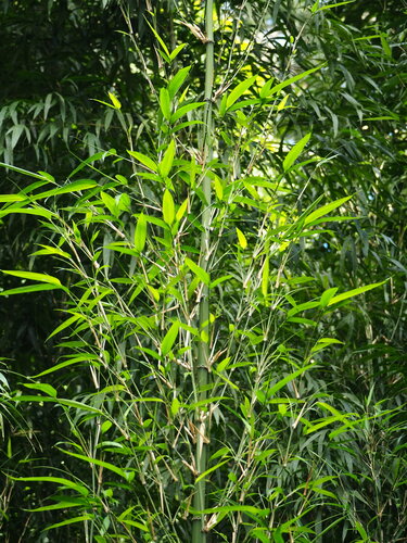 Chimonobambusa quadrangularis, photograph 2