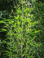 Chimonobambusa quadrangularis, photograph author not stated, no rights reserved