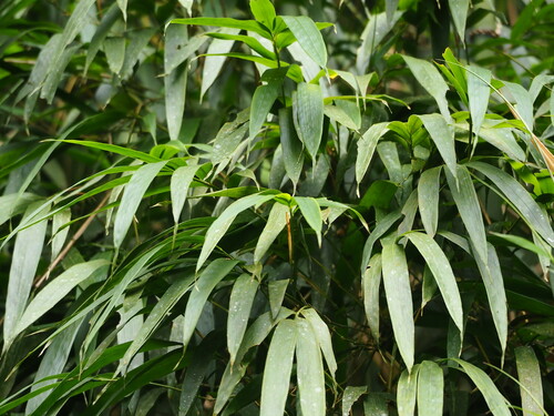 Chimonobambusa quadrangularis, photograph 3