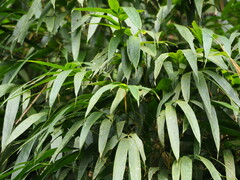 Chimonobambusa quadrangularis, photograph author not stated, no rights reserved