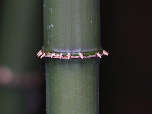 Chimonobambusa quadrangularis, photograph 4