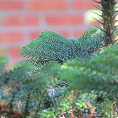 Araucaria heterophylla