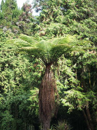 Alsophila spinulosa (Alsophila spinulosa)