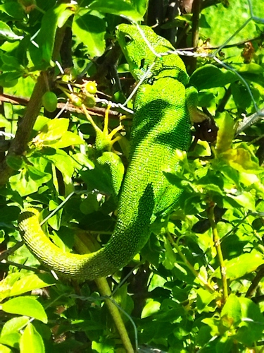Rhodos Green lizard, Lacerta diplochondrodes