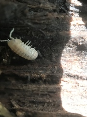 Venezillo microphthalmus