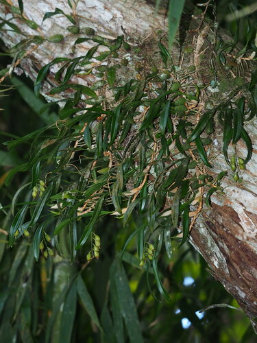 Coelogyne cantonensis, photograph 3