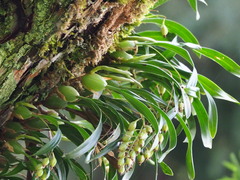 葉子, CC0, iNaturalist via GBIF Coelogyne cantonensis, photograph 葉子, CC0, iNaturalist via GBIF