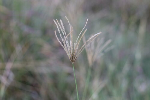Chloris gayana iNat (2)