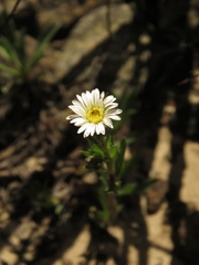 Noticastrum marginatum