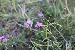 Verbena aristigera (Verbena aristigera)