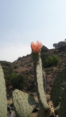 Opuntia pilifera