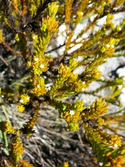 Thesium capitatum