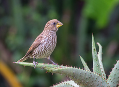Thick-Billed Weaver photo 5