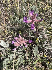 Astragalus shortianus