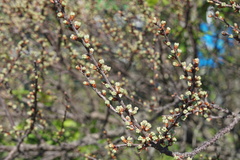 Prunus maritima