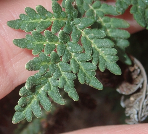 Image of Notholaena californica by (c) Jason Schock, some rights reserved (CC BY)